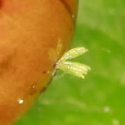 Thumbnail 93859 B