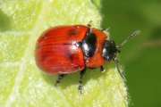 Thumbnail 93926 A