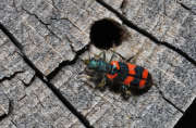 Thumbnail 93961 A