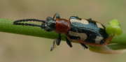 Thumbnail 94652