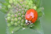 Thumbnail 95143 A