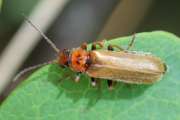 Thumbnail 95733 B