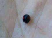 Thumbnail 95954