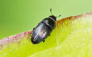 Thumbnail 96007 A
