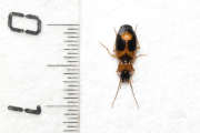 Thumbnail 96261