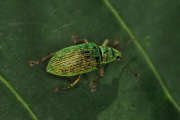Thumbnail 96274 A