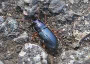 Thumbnail 96317 A