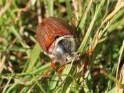 Thumbnail 96601 A