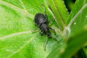 Thumbnail 96867 B