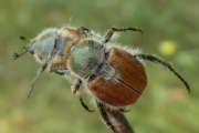 Thumbnail 96877 A