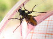 Thumbnail 96975 A