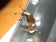 Thumbnail 97235 A