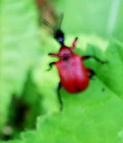 Thumbnail 97242