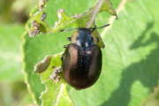 Thumbnail 97668 B