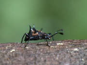 Thumbnail 98099 B