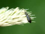 Thumbnail 98571 A