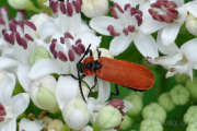 Thumbnail 99336