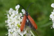 Thumbnail 99740 B