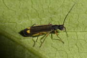 Thumbnail 99749 B
