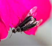 Thumbnail 99752 A