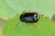 Thumbnail 99868 A