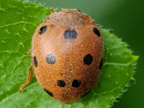 Userfoto