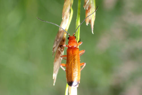 Userfoto