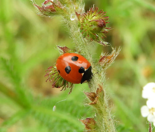 Userfoto