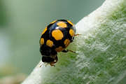 Thumbnail 100359 B