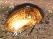 Thumbnail 102967 B