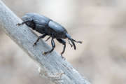 Thumbnail 103451 B