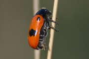 Thumbnail 103511 B