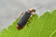 Thumbnail 103710 B