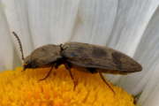 Thumbnail 104802 B