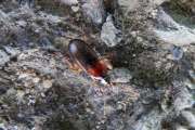 Thumbnail 104851 B