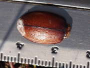 Thumbnail 105163 A