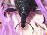Thumbnail 105294 B