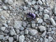 Thumbnail 105377 A