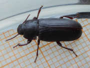 Thumbnail 105674 B