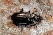 Thumbnail 105852 A