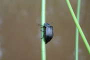 Thumbnail 106711 B
