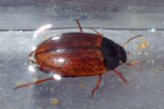 Thumbnail 107380 B