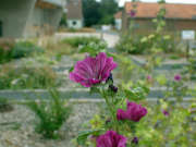 Thumbnail 107425 C