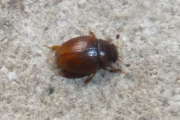 Thumbnail 108509 A