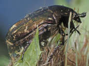 Thumbnail 110214 B