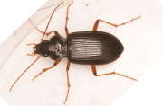 Thumbnail 110279 A