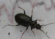 Thumbnail 110283 A