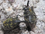 Thumbnail 110353 A