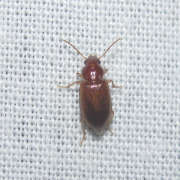 Thumbnail 110354 A
