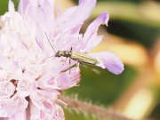 Thumbnail 110667 A